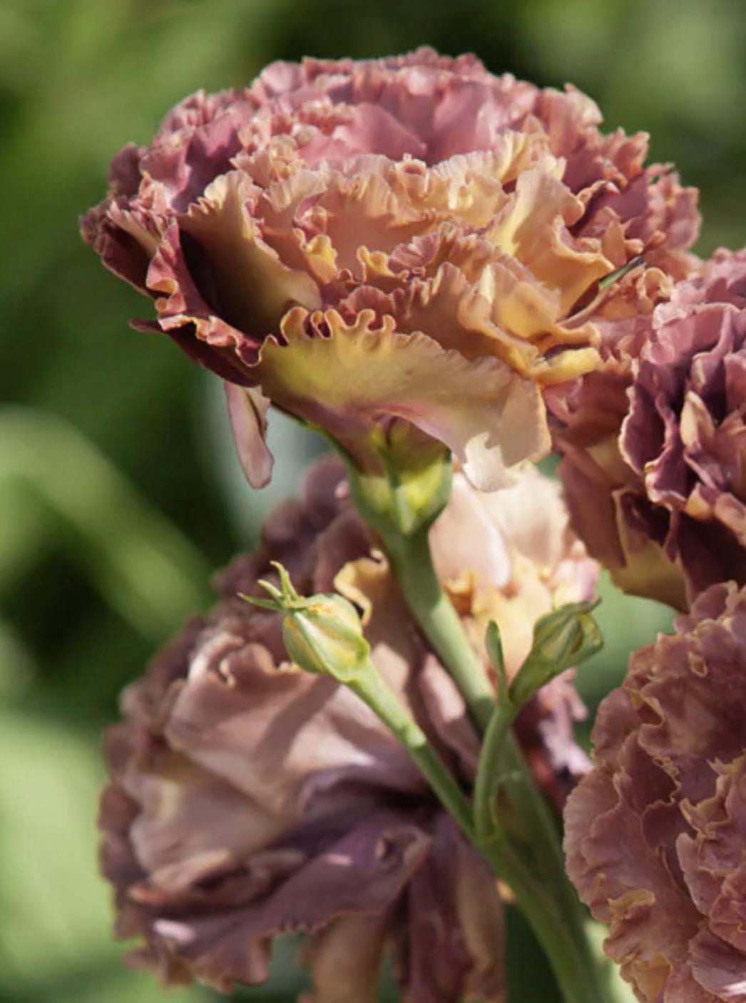 Rosanne 2 Terracotta (F1) Lisianthus Seeds, Eustoma Grandiflorum
