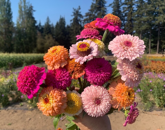 Zinderella Mix Zinnia Seeds, 25 Count - Etsy
