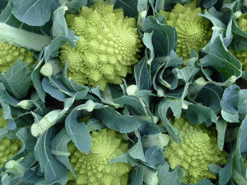 Organic Romanesco Broccoli Seeds, Green Roman Cauliflower, 150 Seeds // Organic, Heirloom, Non GMO, Brassica oleracea var Italian image 4