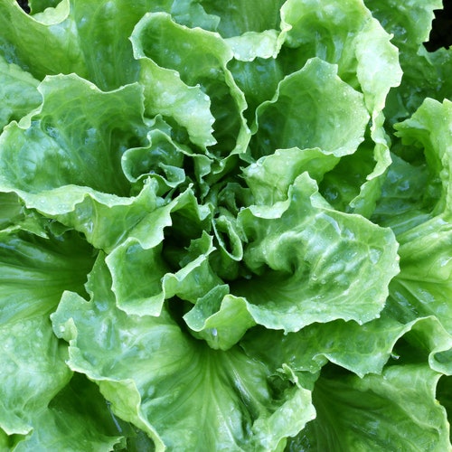 Heirloom Escarole Endive Vegetable Seed Garden Organic Non Gmo Etsy