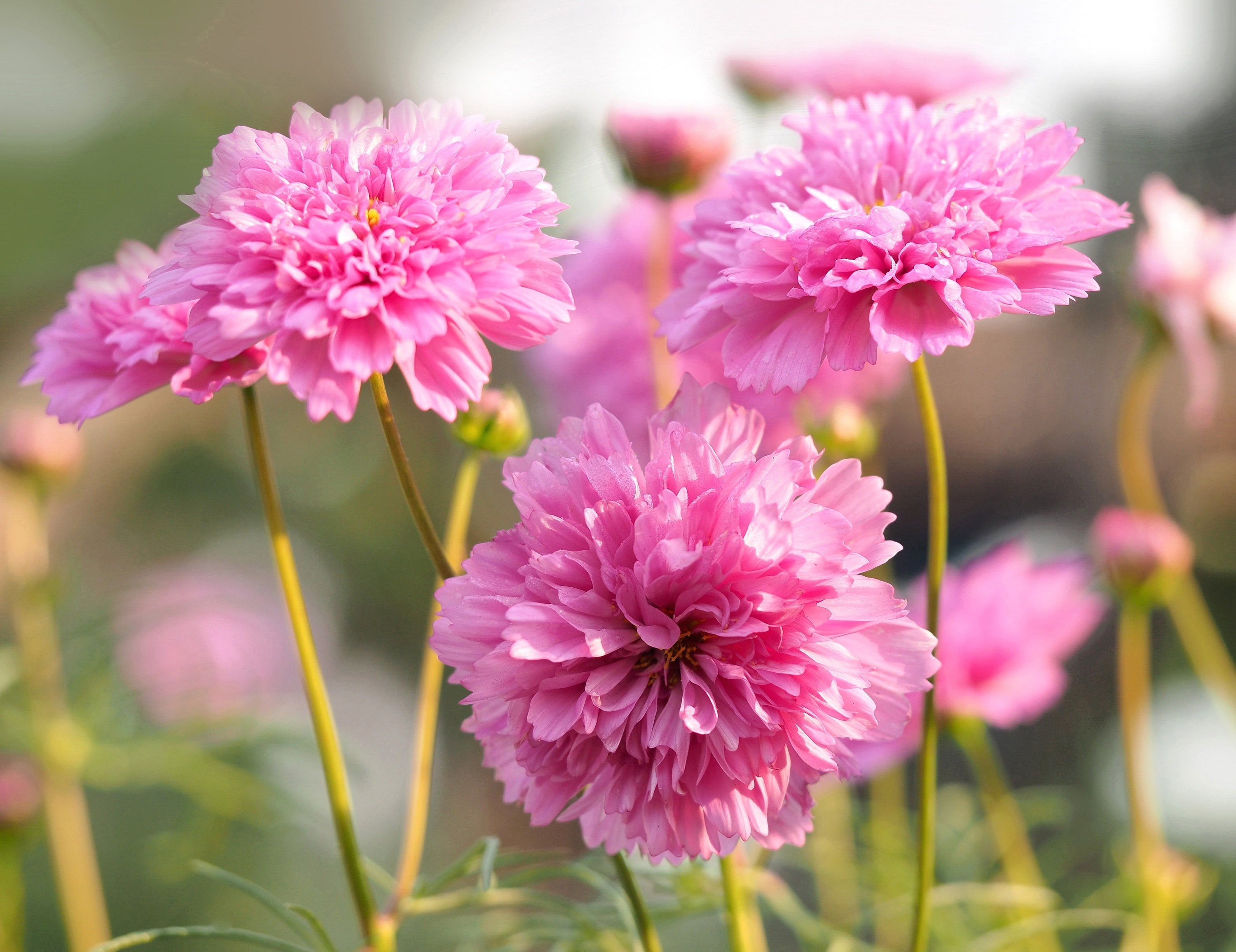 ルクロマキ　LE CHROMAQI　Bon Nuage ピンク Double Click Rose Bonbon Cosmos Seeds, 25 Count - Etsy