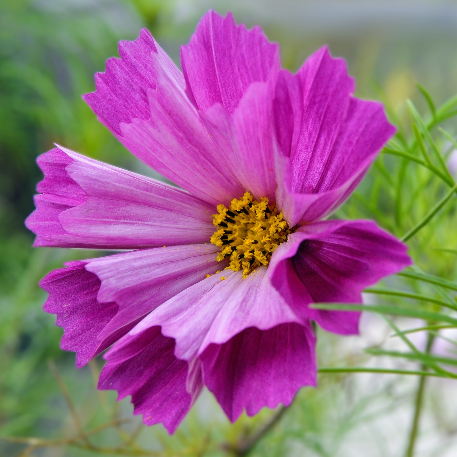 Seashells Cosmos Seeds Mixed Seashell Cosmos Flowers 200 Etsy