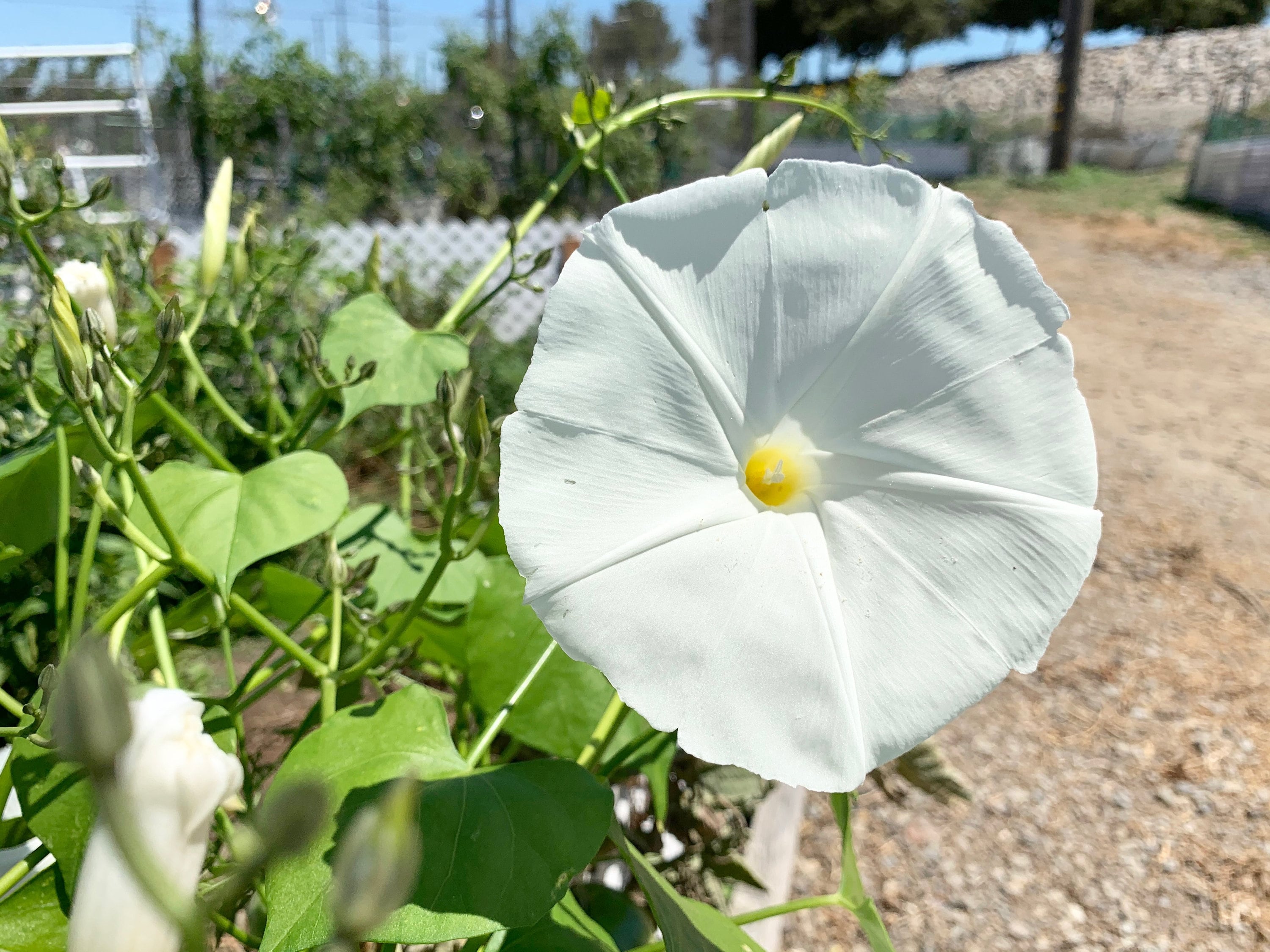PEARLY GATES - mamimo 6 gram ~150 Pearly Gates Morning Glory seeds Ipomoea