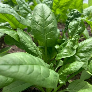 Organic Bloomsdale Spinach Seeds, Long Standing // Heirloom, Non GMO, Spinacia oleracea