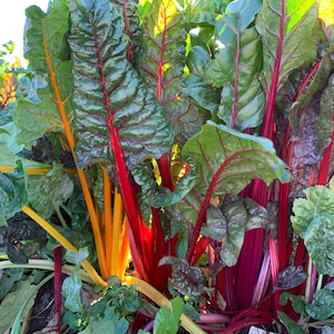 Organic Rainbow Swiss Chard Seeds // Organic, Non GMO, Beta vulgaris subsp. cicla