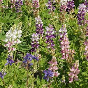 May include: A field of purple, pink, and white lupine flowers in bloom. The flowers are tall and slender, with clusters of blooms at the top. The flowers are growing in a field of green grass.