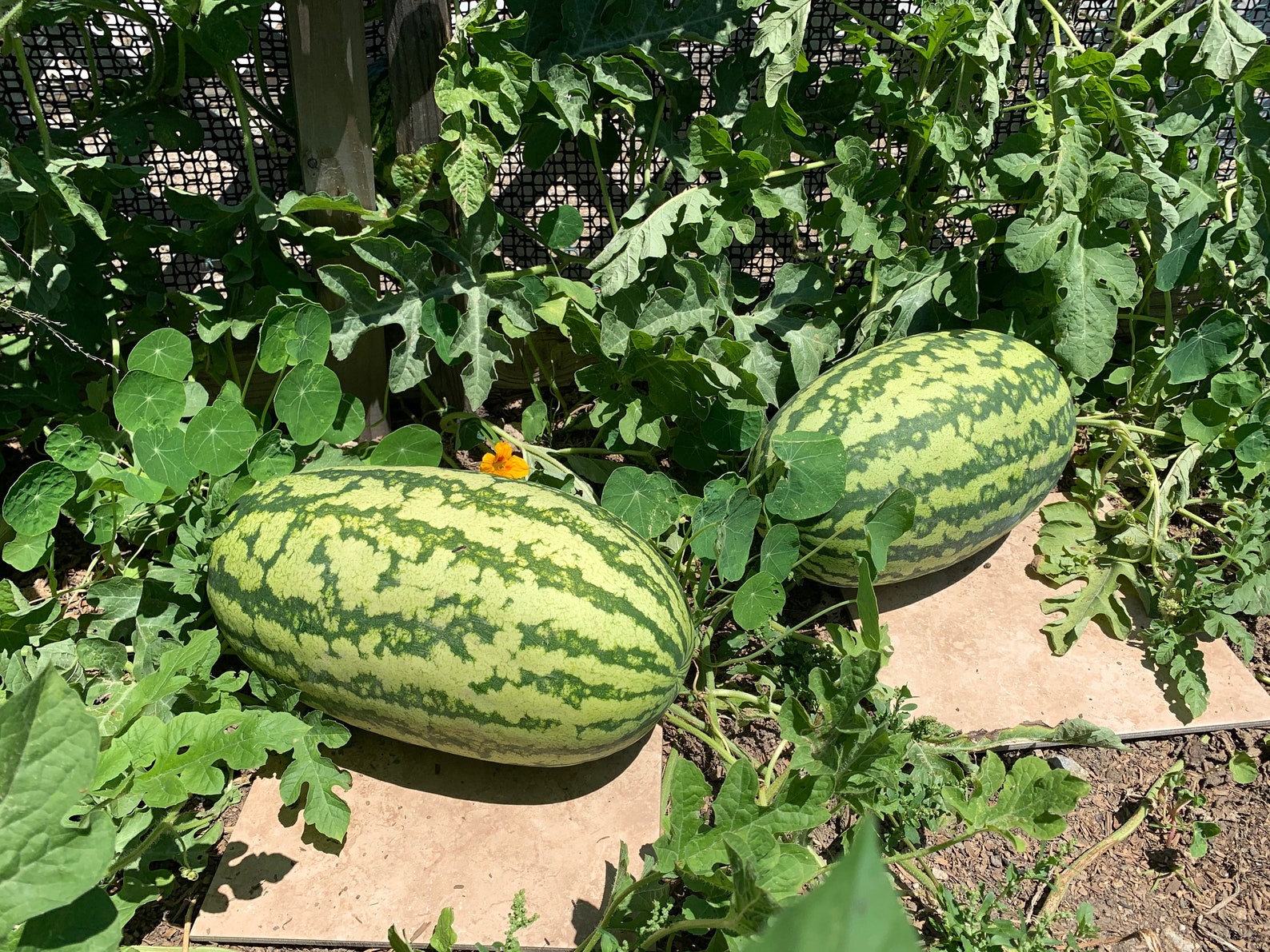 Rattlesnake Watermelon Seeds 25 Seeds // Heirloom Etsy