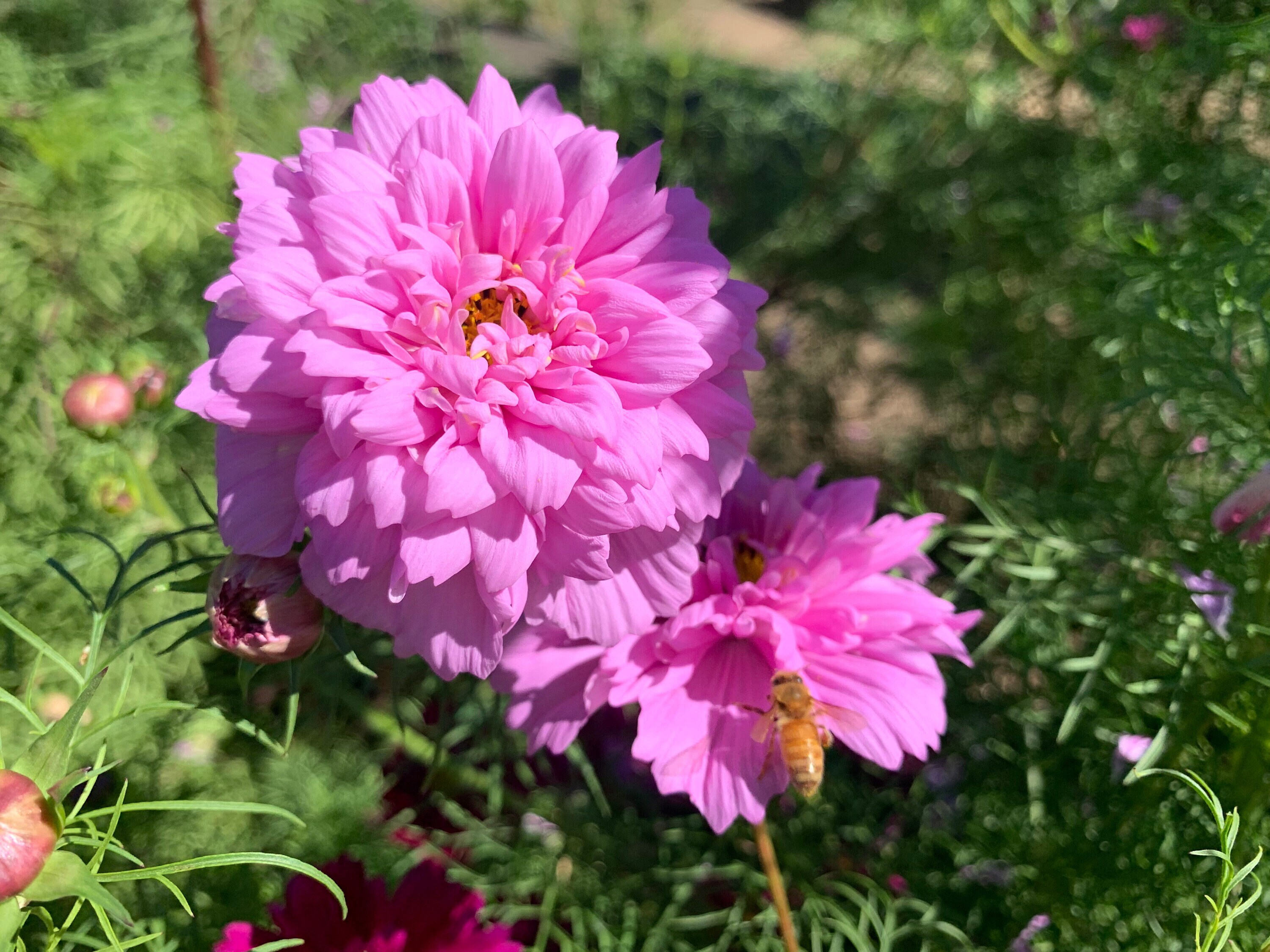 Double Click Rose Bonbon Cosmos Seeds, 25 Count - Etsy