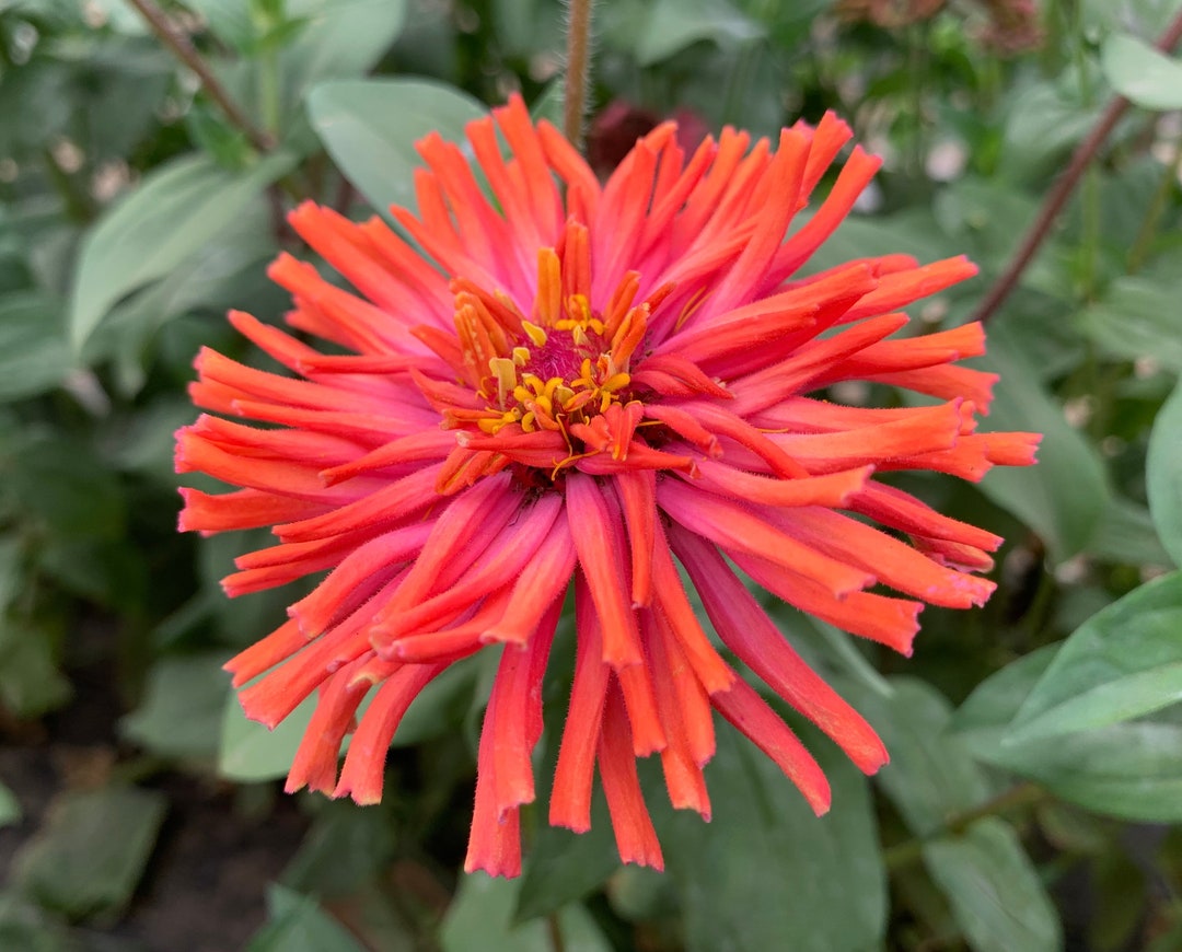 Rose Senorita Super Cactus Zinnia Seeds, Vibrant Pink Giant Cactus