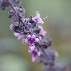 Cinnamon Basil Seeds, Asian Basil // Heirloom, Non-GMO, Open Pollinated, Herb Garden, Ocimum basilicum