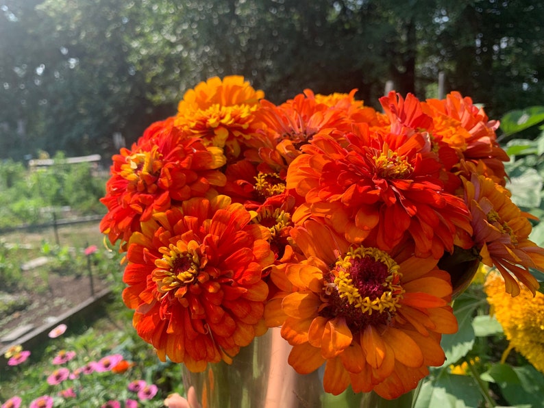 SilverlakeSeedCo Zinnia Seeds - Thumbnail 3