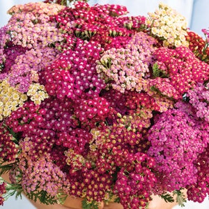 Yarrow Seeds, Rojo Mix, Gradient Reds, Pinks, Cream Yarrow Flowers // Open Pollinated, Non-GMO, achillea millefolium