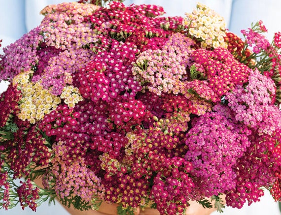 Yarrow Seeds Rojo Mix Gradient Reds Pinks Cream Yarrow - Etsy