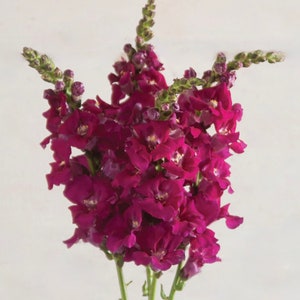 Chantilly™ Purple F1 Snapdragon Seeds, 50 Flower Seeds // Non-GMO, antirrhinum majus
