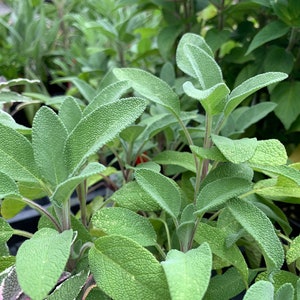 100 Seeds Sage Common Herb Seeds 100 Seeds Sage Common Herb Seeds