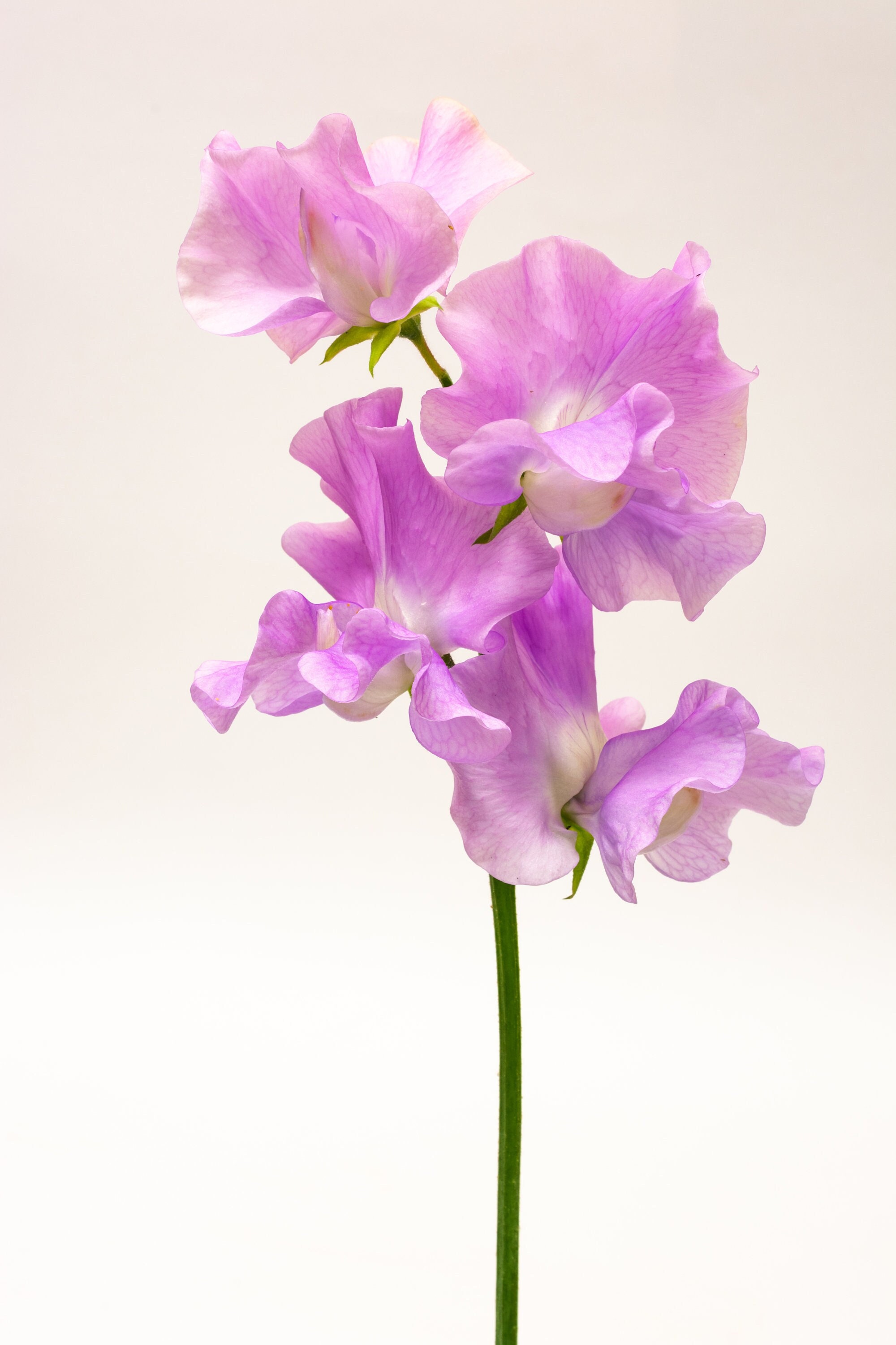 Royal Choice Lavender Sweet Peas, Lavender Pink Sweet Pea Flowers, 30 Seeds  // Open-pollinated, Non-gmo, Lathyrus Odoratus 