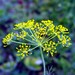 thumbnail image 2 of Organic Dill Seeds – 1500+ Heirloom Seeds For Planting, Fresh Non-GMO Herb Seeds For Spring, Summer, Or Fall Gardening 2 of 4
