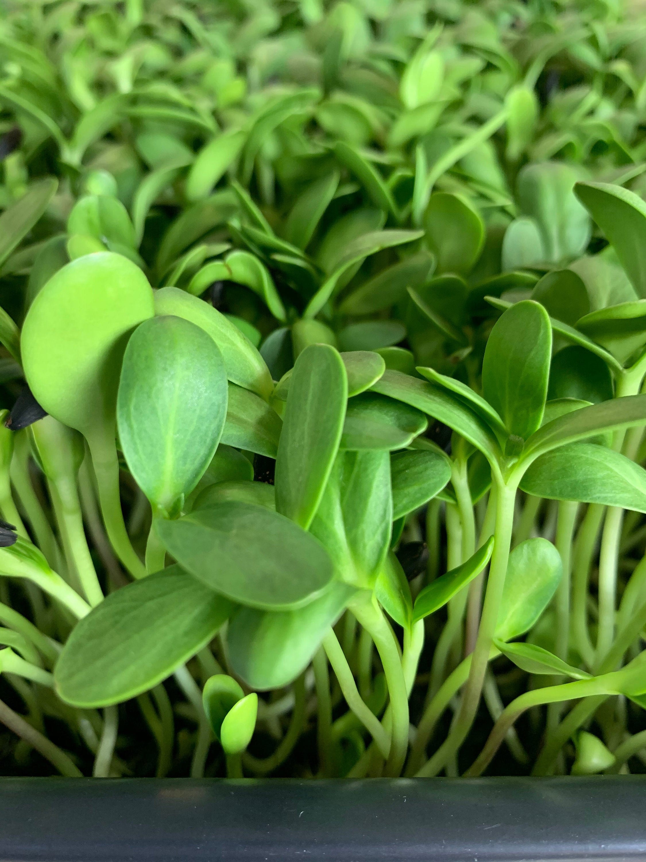 Outdoor & Gardening Soil helianthus annuus Organic Black Oil Sunflower