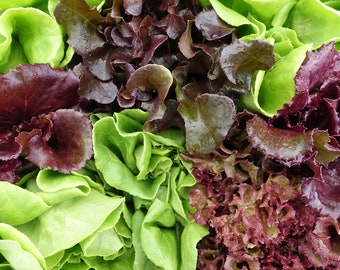 May include: A close-up of a mix of green and red lettuce leaves. The leaves are fresh and vibrant, with a variety of textures and shapes.