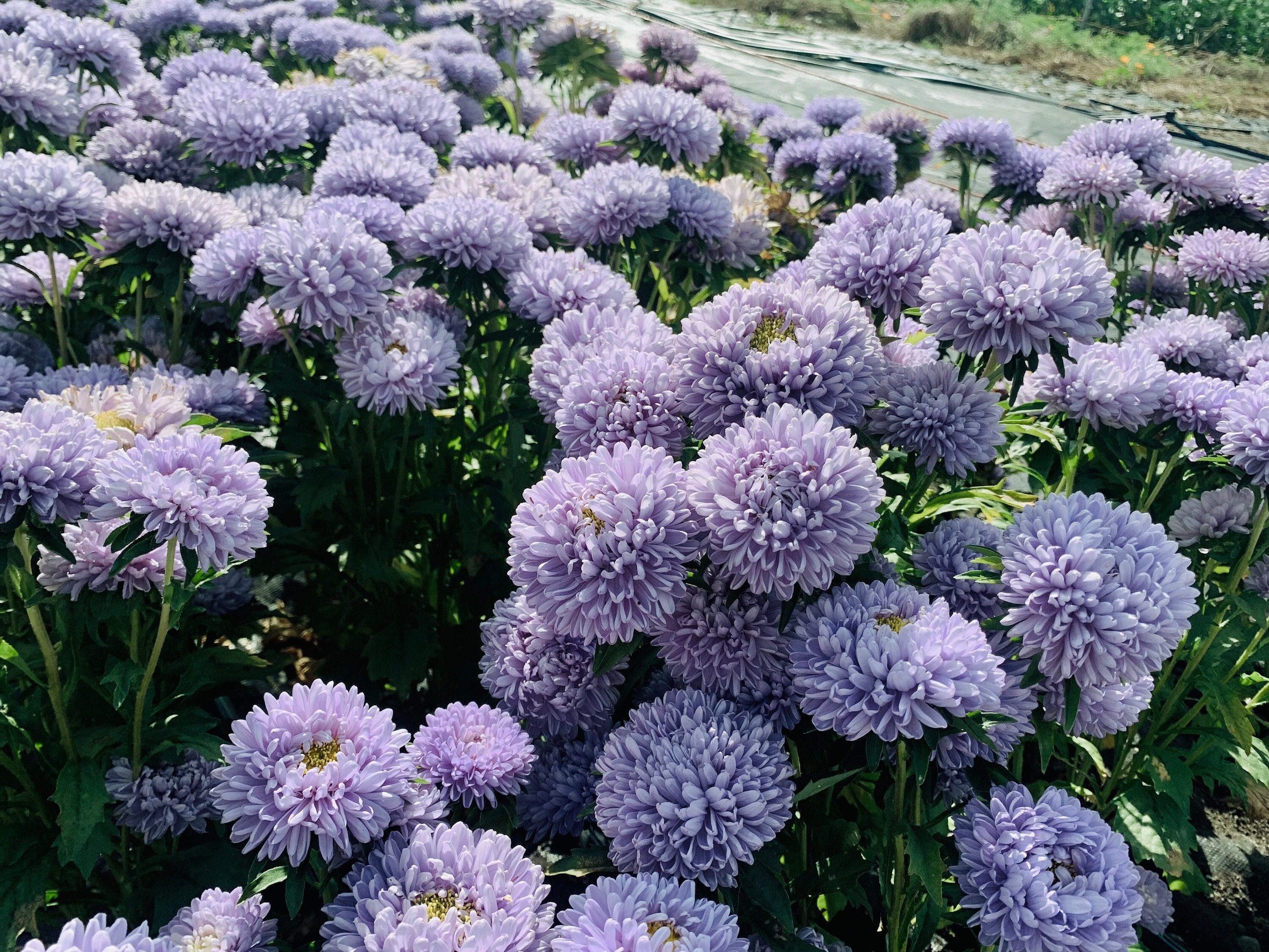 Lady Coral Lavender Aster Seeds, 40 Count Lilac Purple Flowers