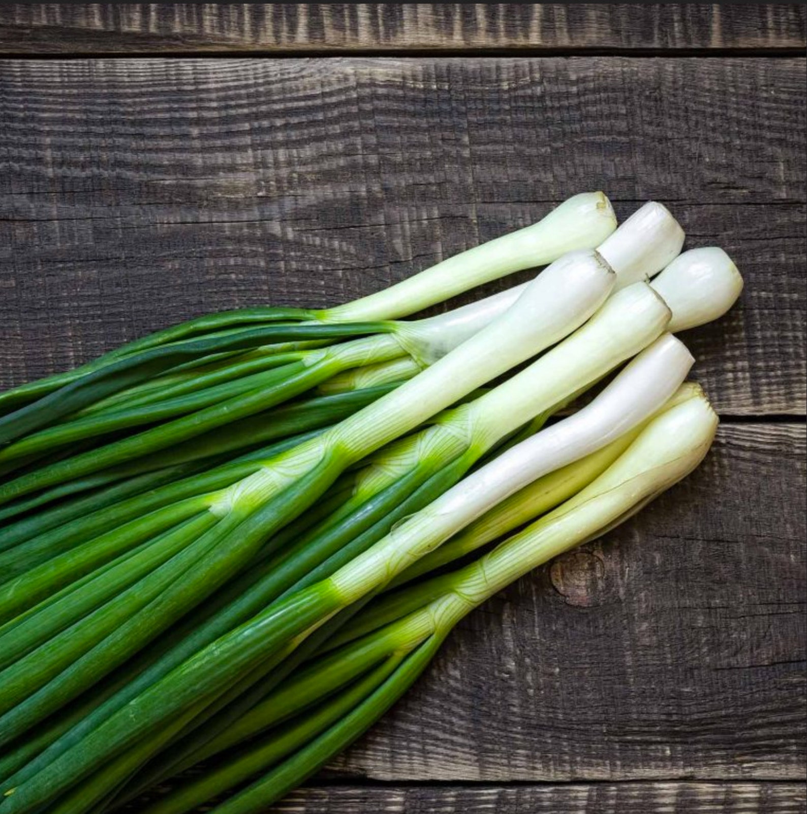 Organic Tokyo Long White Bunching Onion Seeds Japanese Etsy