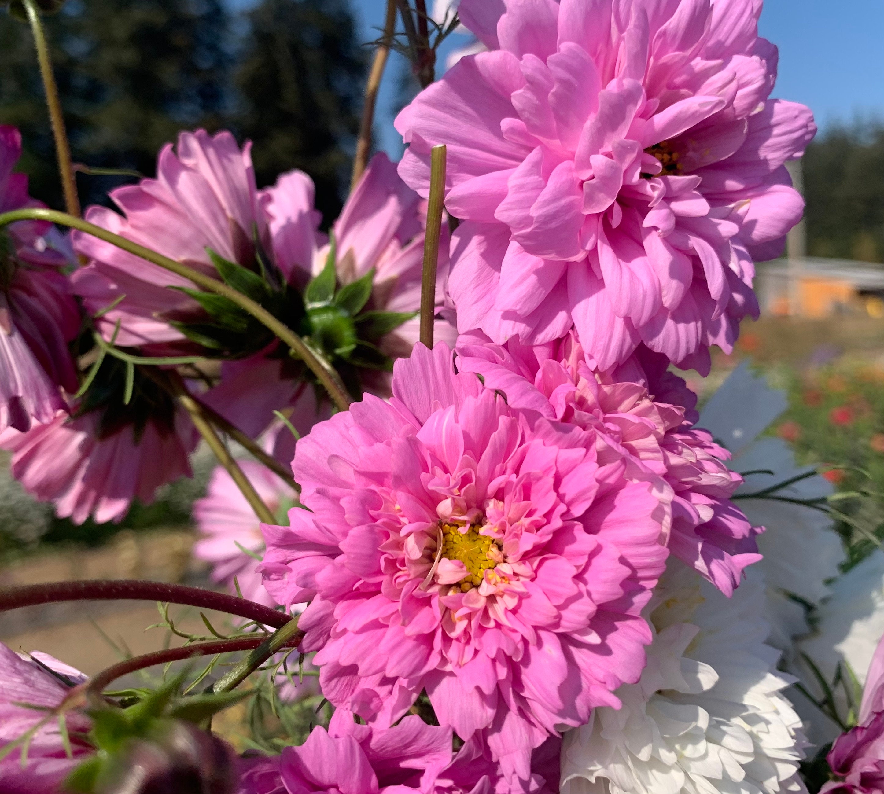 Double Click Rose Bonbon Cosmos Seeds, 25 Count - Etsy