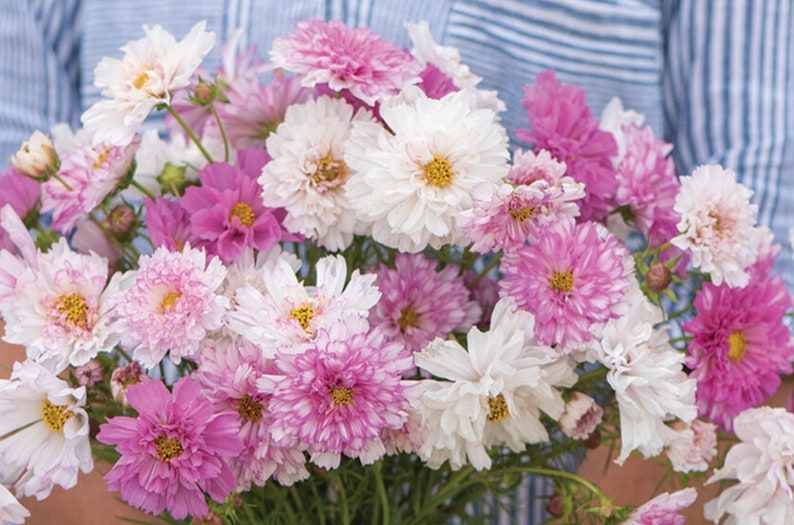 May include: A bouquet of pink and white cosmos flowers with delicate petals.