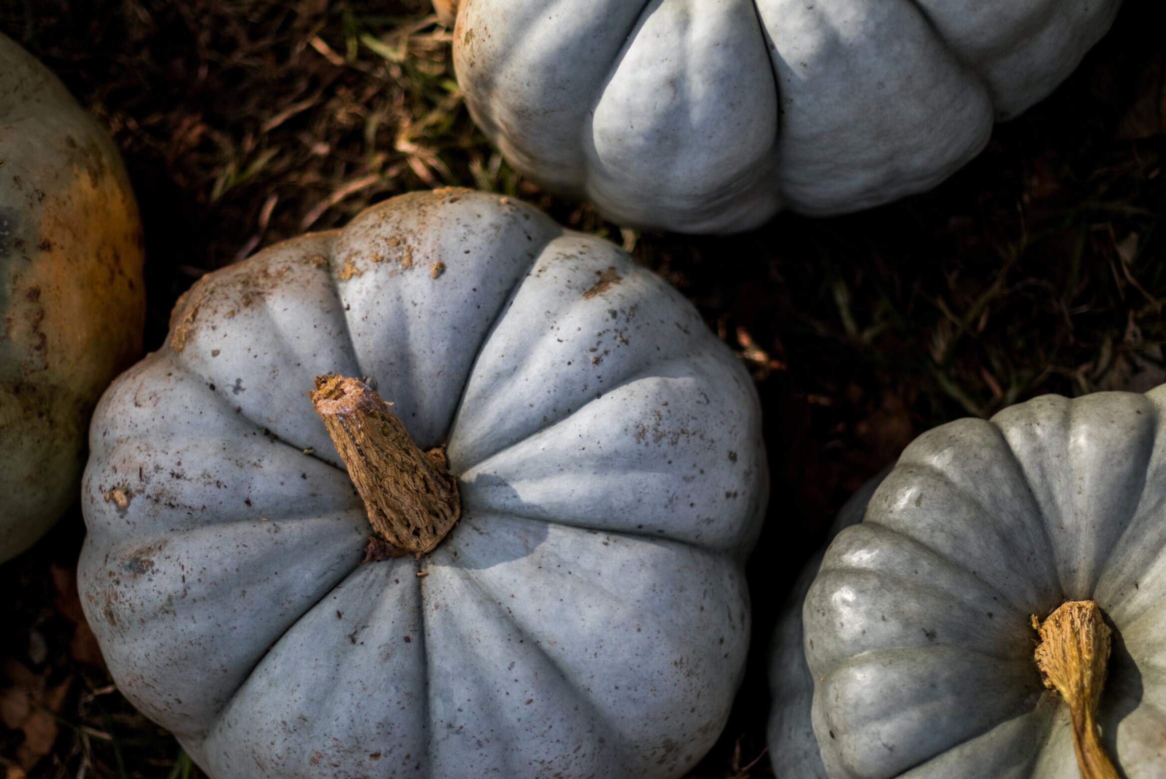 Blue Jarrahdale Pumpkin Seeds Cinderella Pie Pumpkins 20 Etsy