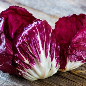 Palla Rosa Radicchio Seeds // Heirloom, Non GMO, Cichorium intybus