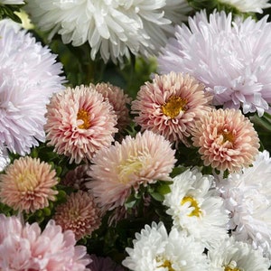 Aster Flower Mix Seeds, The Roses Mix, White, Blush Apricot, Pastel Pink Peony Asters // Non-GMO, callistephus chinensis
