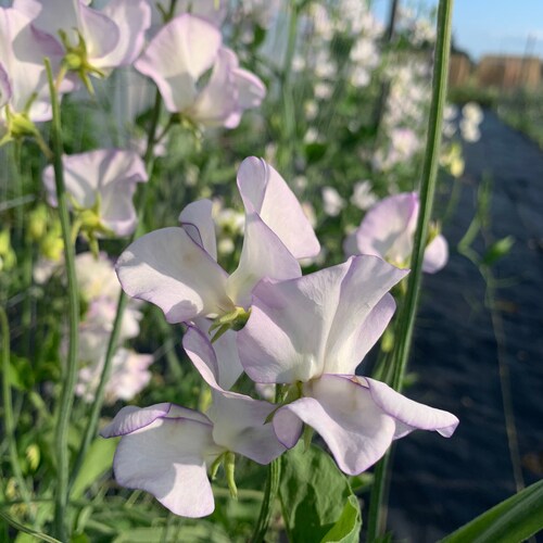 High Scent Sweet Pea Seeds , Streaked Sweetpea Flowers, Annual Sweet Peas // Non-GMO, lathyrus odoratus