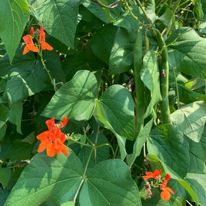 Scarlet Runner Bean Seeds // Open Pollinated, Non-GMO, Phaseolus coccineus
