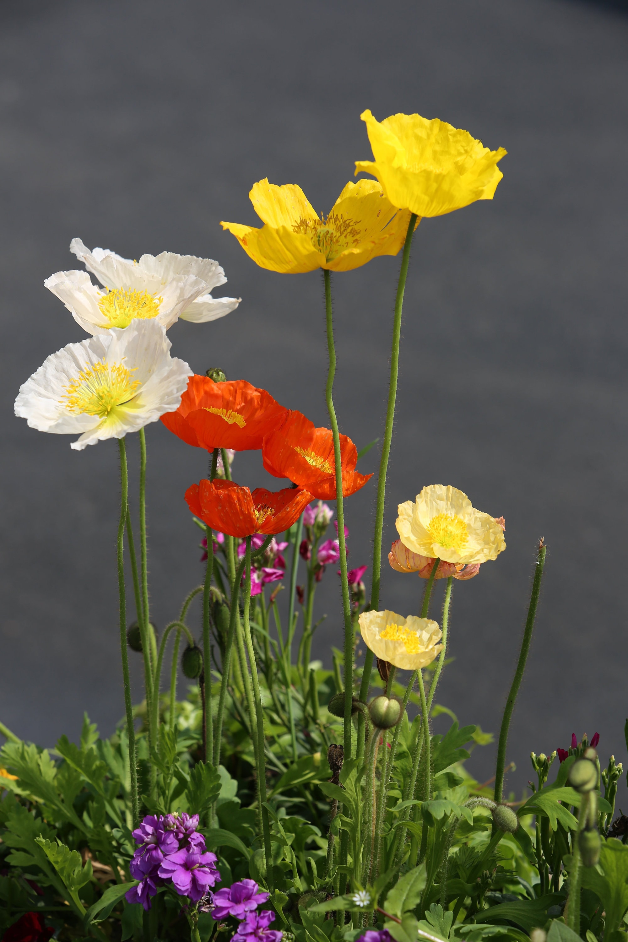 Iceland Poppy Seeds, Mixed Color Iceland Poppies, 2000+