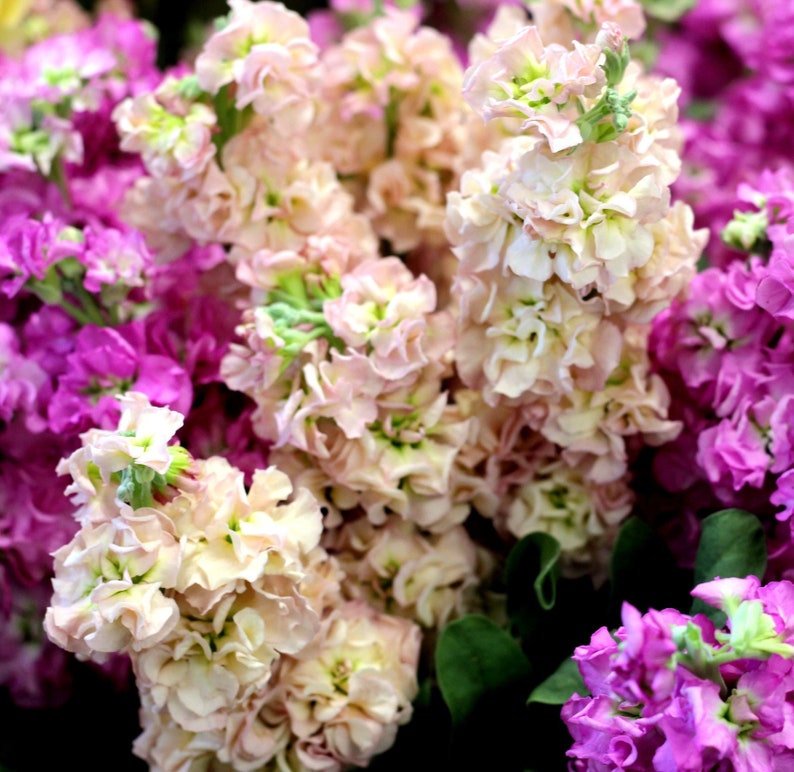 Katz Apricot Stock Flower Seeds 40 Seeds // Open Pollinated Etsy