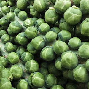 Long Island Improved Brussels Sprouts Seeds // Heirloom, Non GMO, Brassica oleracea var. gemmifera