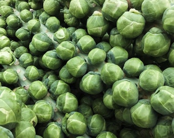 Long Island Improved Brussel Sprouts Seeds, 500 Seeds // Heirloom, Non GMO, brassica oleracea var. gemmifera