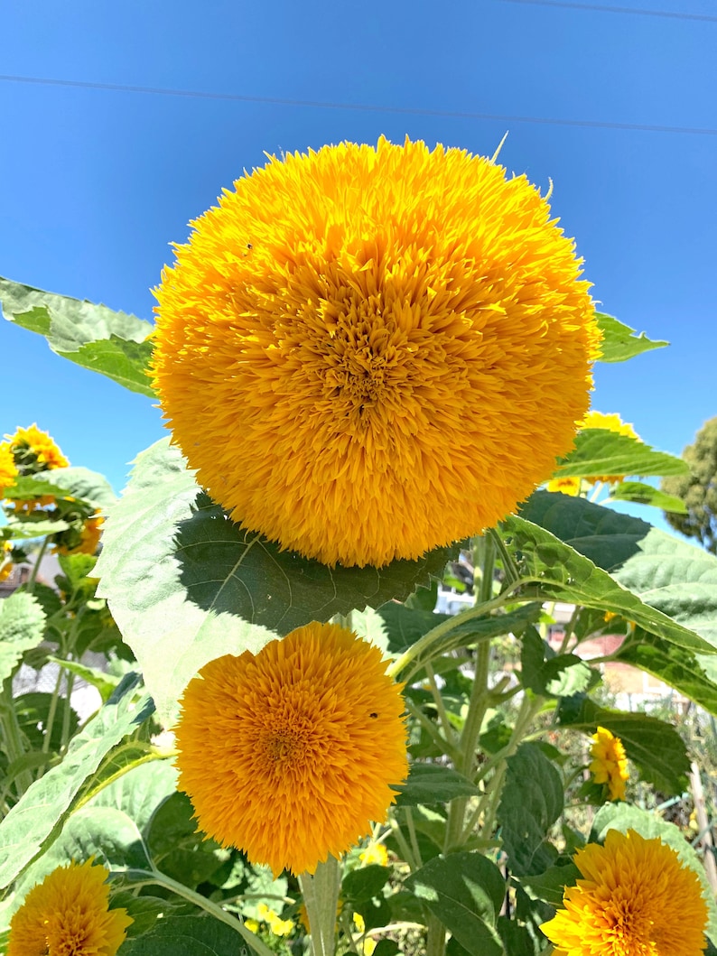 bear and sunflower