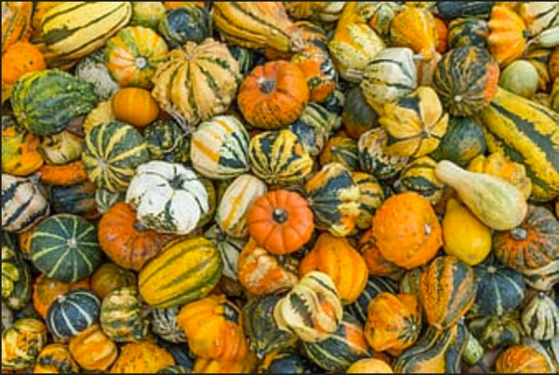 Gourds Seeds Small Mix 25 Gourd Seeds // Autumn Beauties Etsy