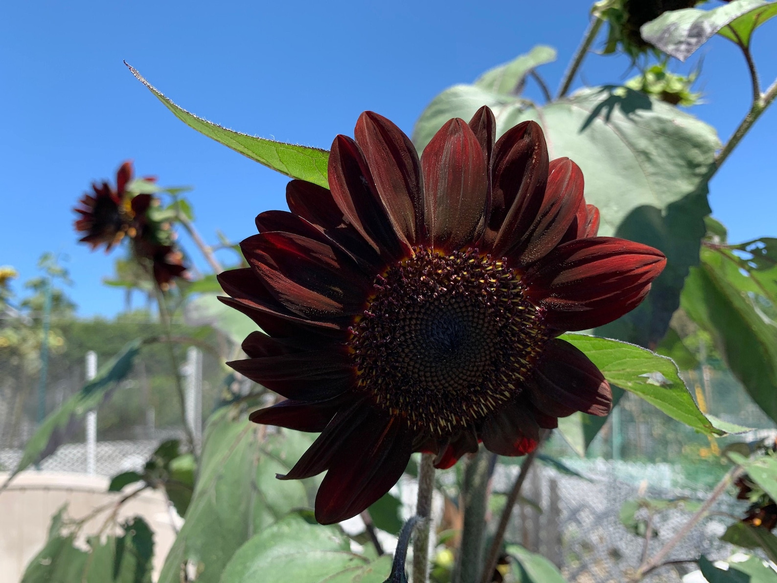 Chocolate Cherry Sunflower Seeds 30 Seeds // Open Pollinated Etsy