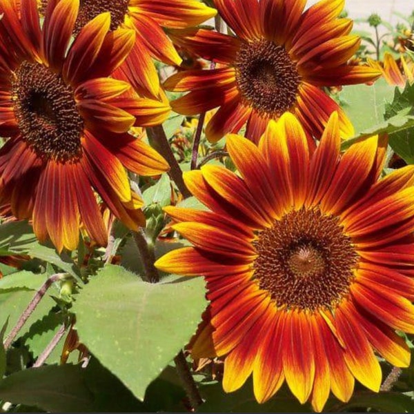 Dwarf Sunflower Seeds - Etsy
