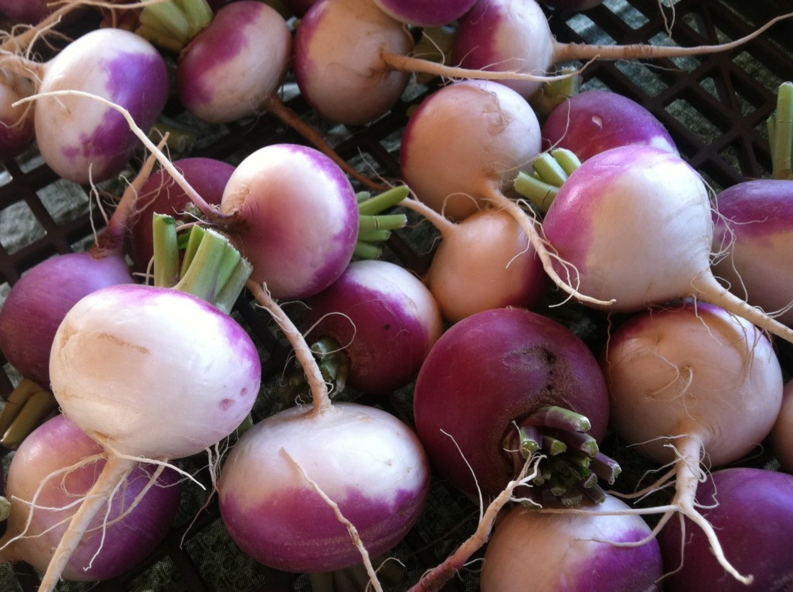 Turnip Seeds Purple Top White Globe Turnips 1500 Seeds // Etsy