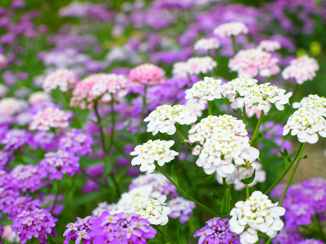 Candytuft Seeds, Globe Annual Candytuft, Mixed Candytuft Flowers, 1000