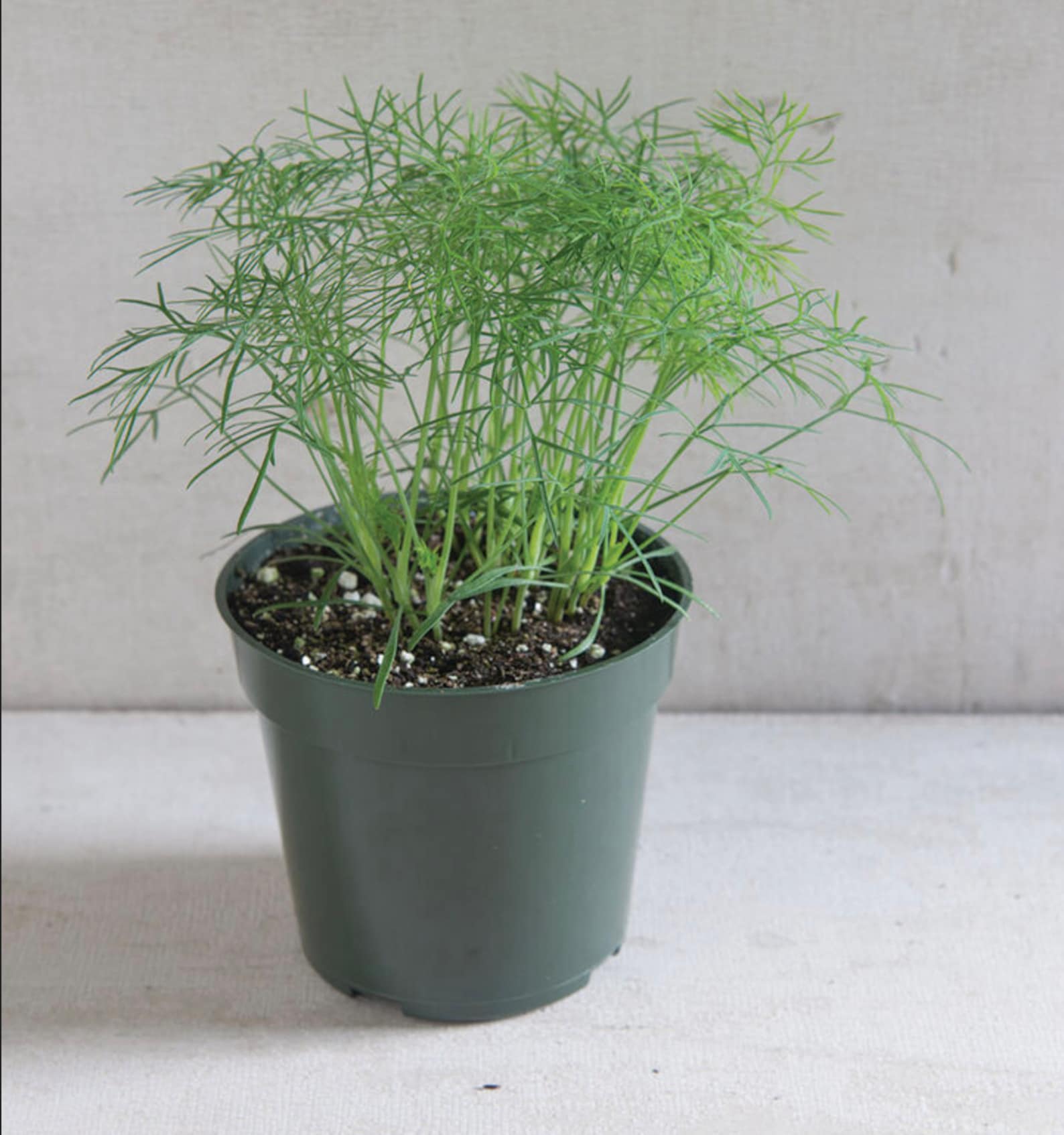 Fernleaf Dill Seeds Dwarf Fern Leaf Dill Slowbolting Dill Etsy