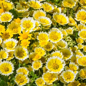 Tidy Tips Flower Seeds, Yellow and White Flowers, 600 Flower Seeds // Open Pollinated, Non-GMO, Layia platyglossa