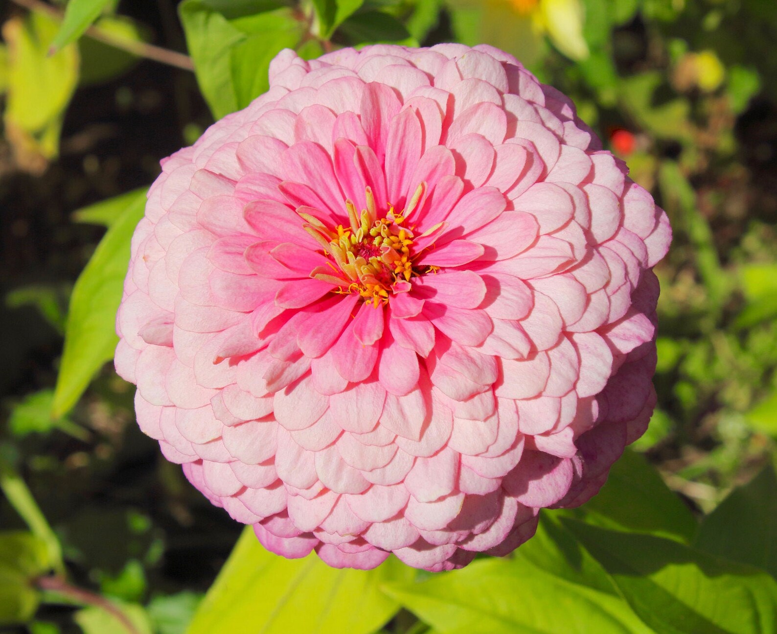 Luminosa Zinnia Seeds Light Pink Zinnias 200 Seeds // Zinnia Etsy