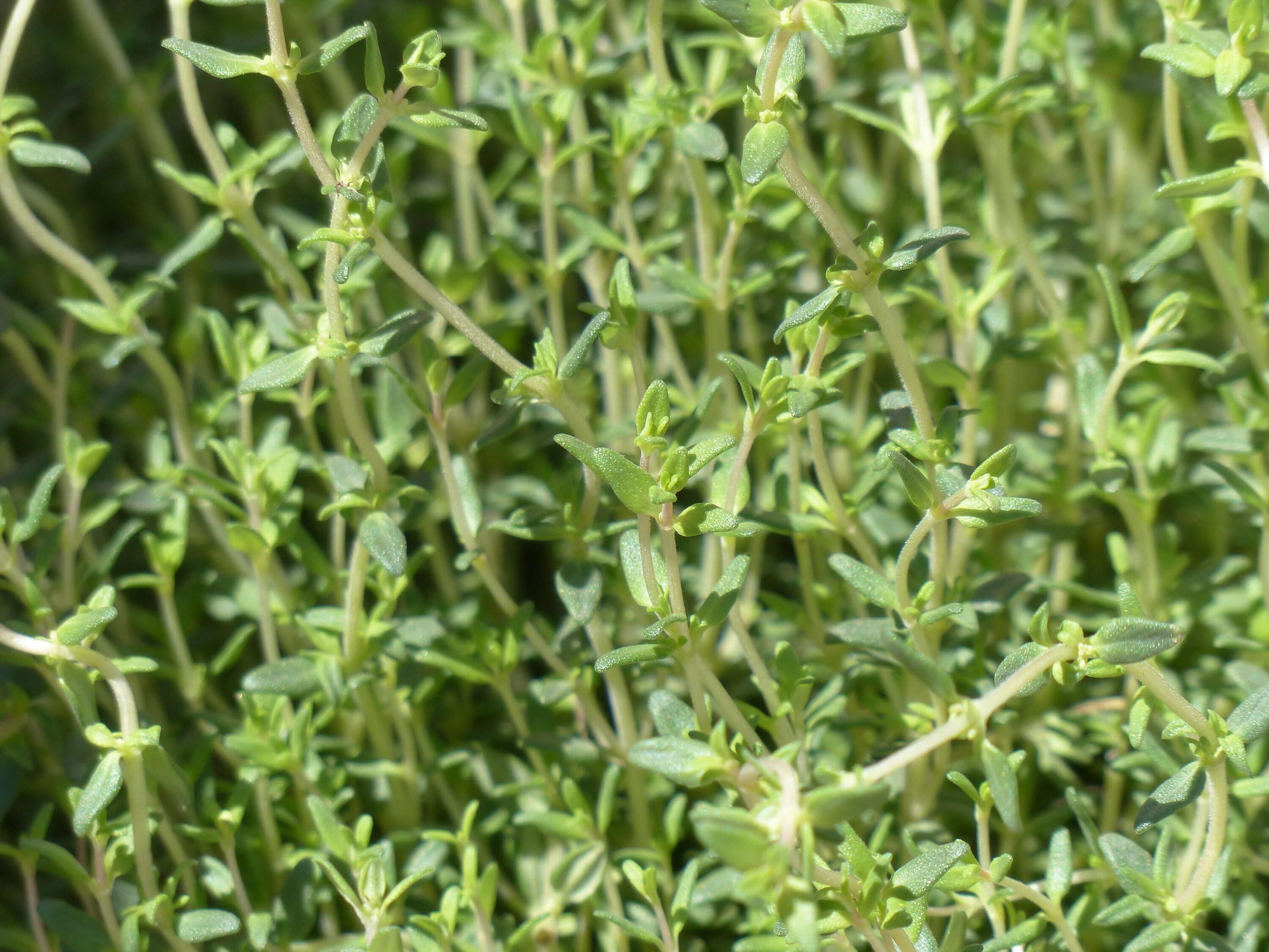 Organic Thyme Seeds 1000 Seeds // Organic Heirloom NonGMO Etsy