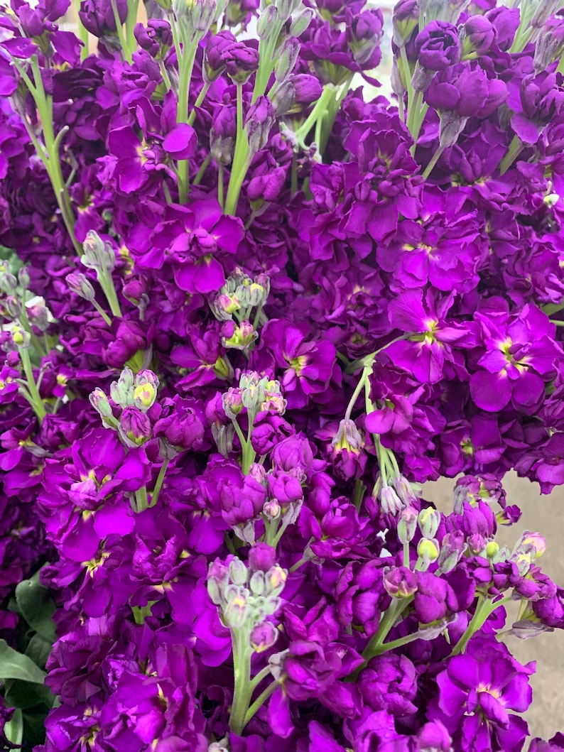 Katz Purple Stock Flower Seeds 40 Seeds // Open Pollinated Etsy