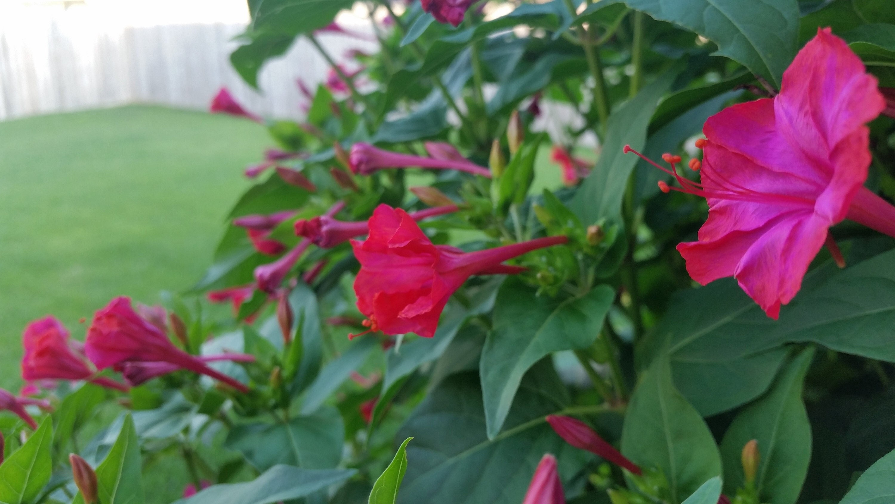 Rose Four O'clock Seeds Vibrant Pink 4 O'clock Etsy