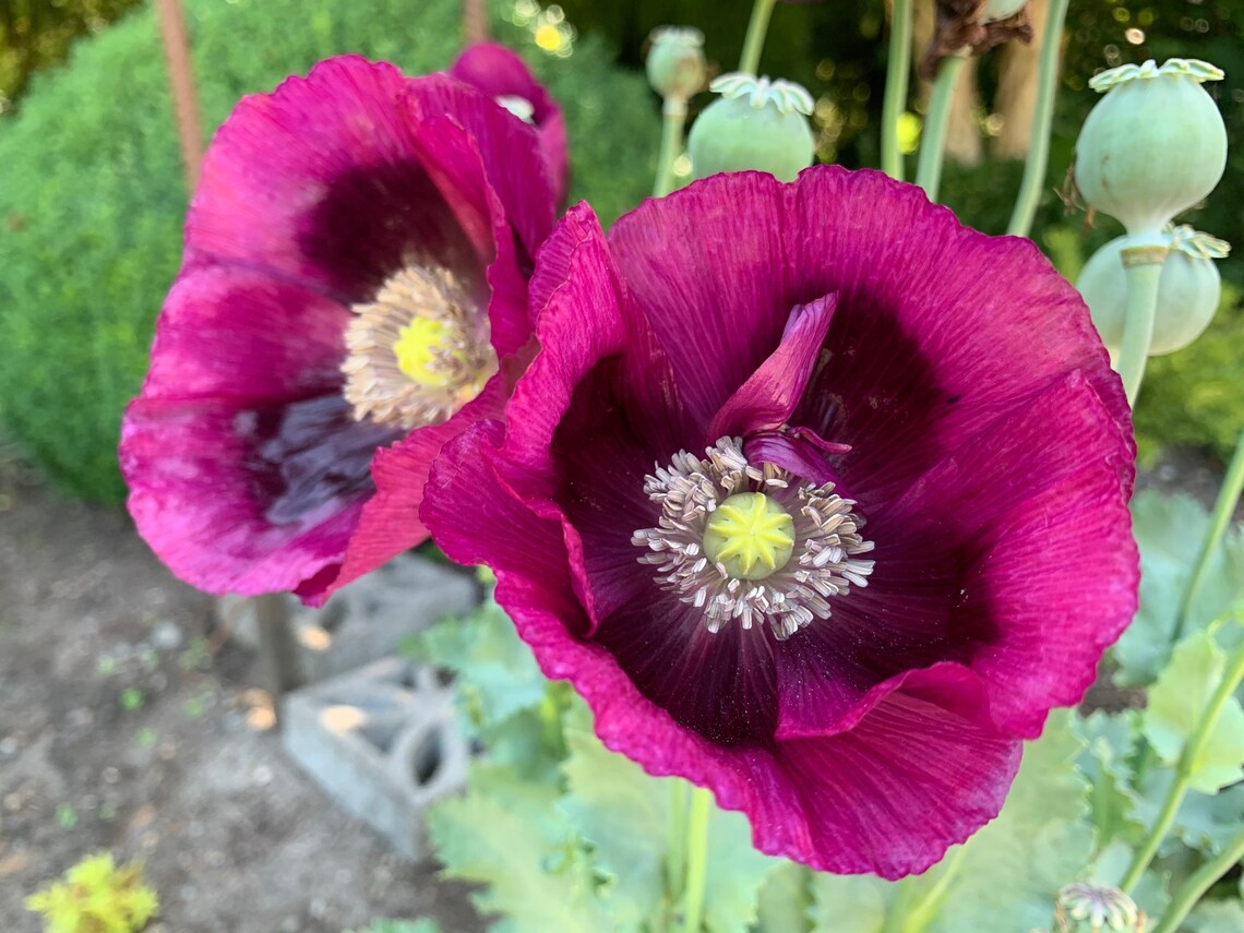 Laurens Grape Poppy Seeds Large Purple Poppies Poppy Flower Etsy