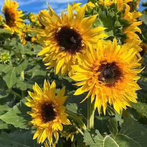 【関税込み】ELLISS オレンジ Sunflower ジーンズ 41zPEkLZBSS._UY1000_.jpg